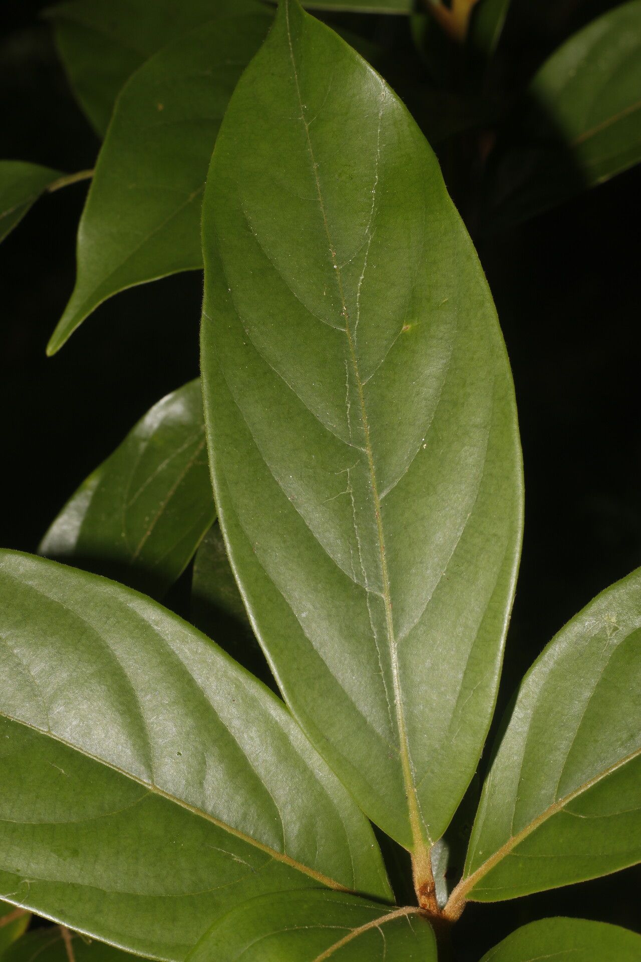 Nectandra belizensis leaf