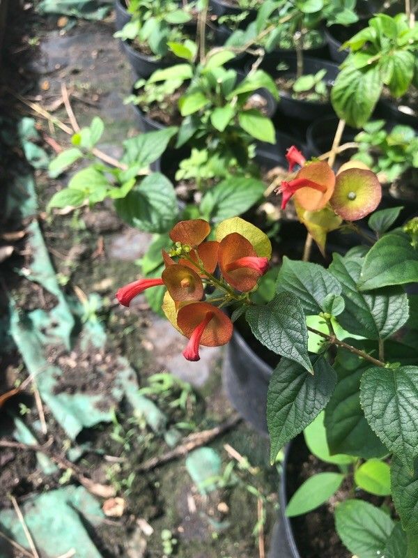 Holmskioldia sanguinea flower