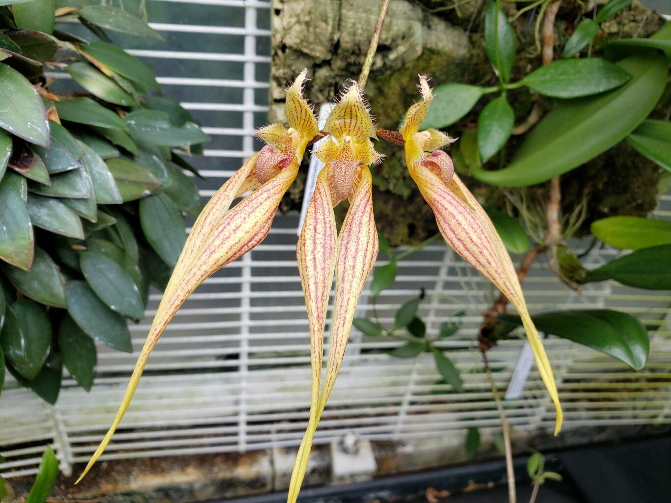Bulbophyllum fascinator flower