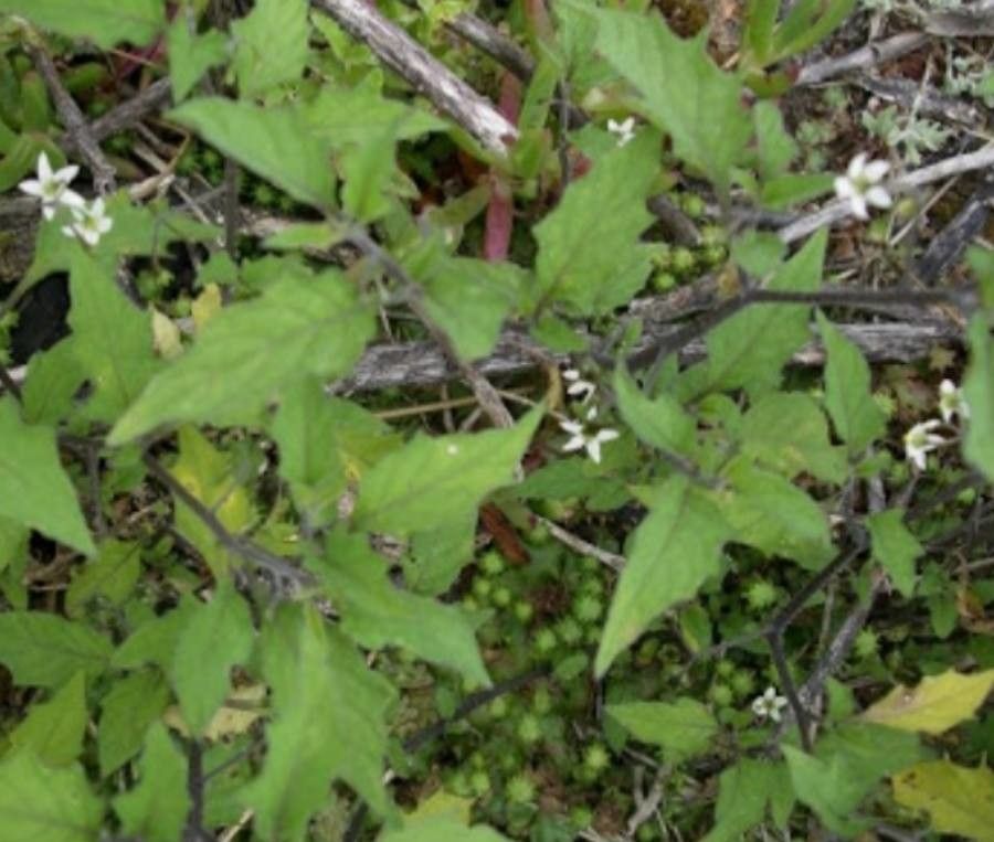 Solanum opacum — houseplant care guide