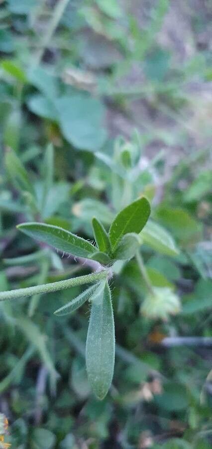 Silene colorata — search result for 'Lebanon'