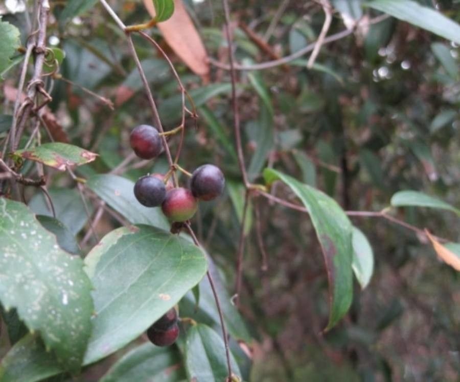 Smilax glyciphylla fruit
