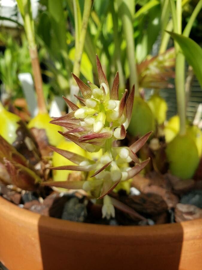 Coelia triptera fruit