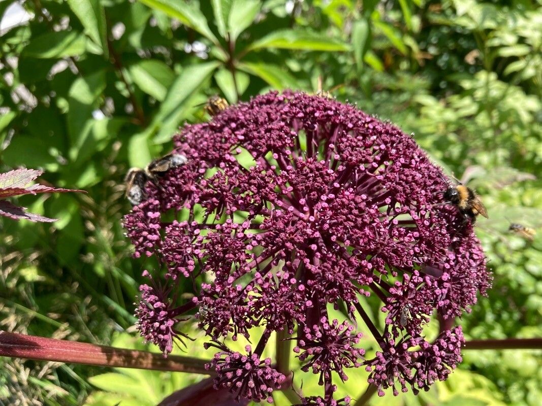 Angelica gigas flower