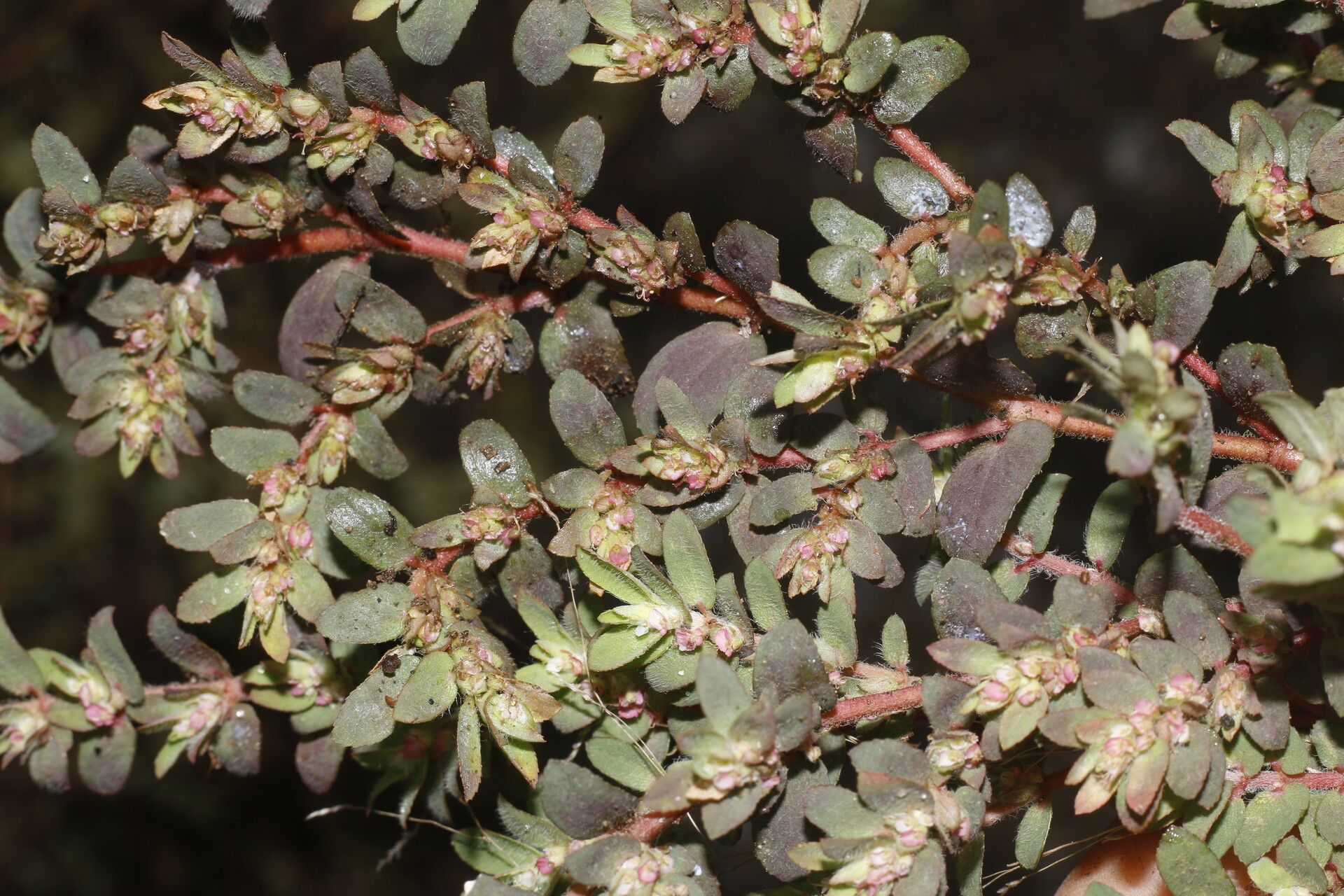 Euphorbia dioeca habit