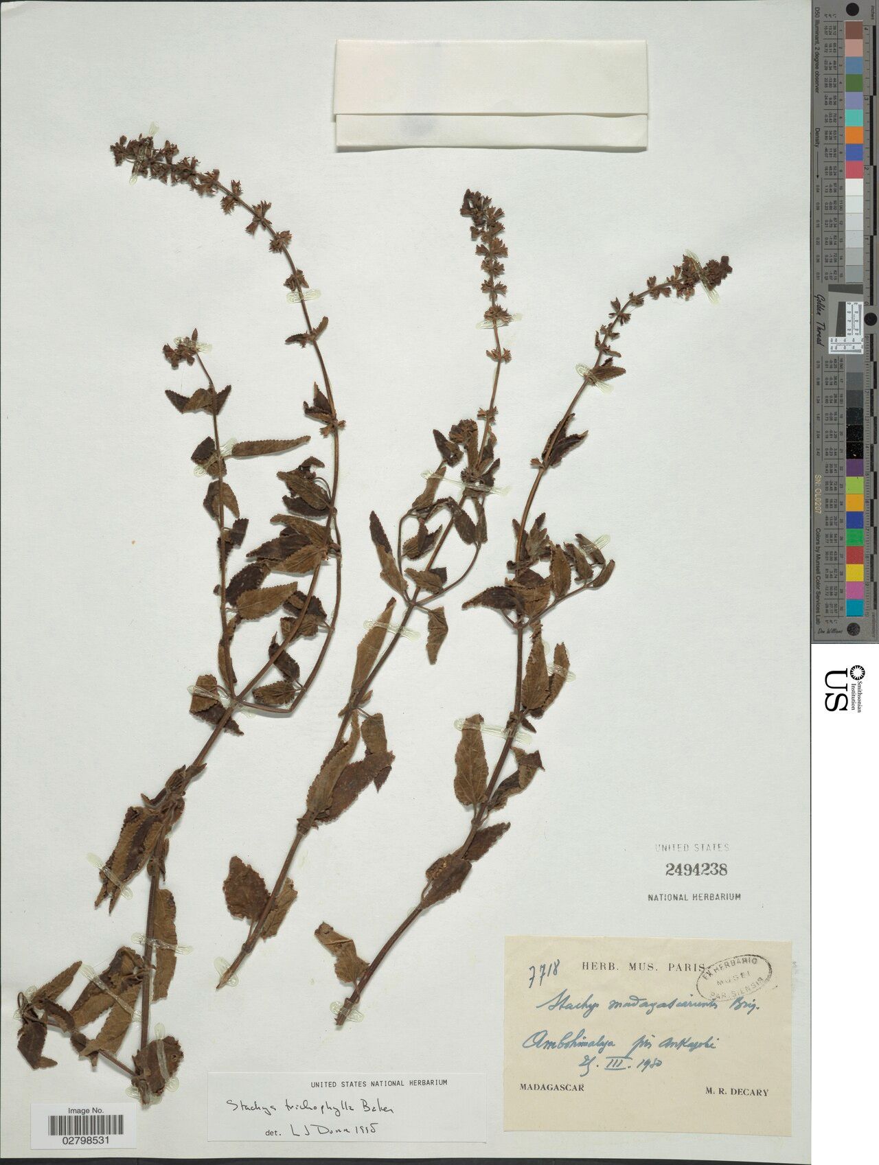 Stachys trichophylla — houseplant care guide