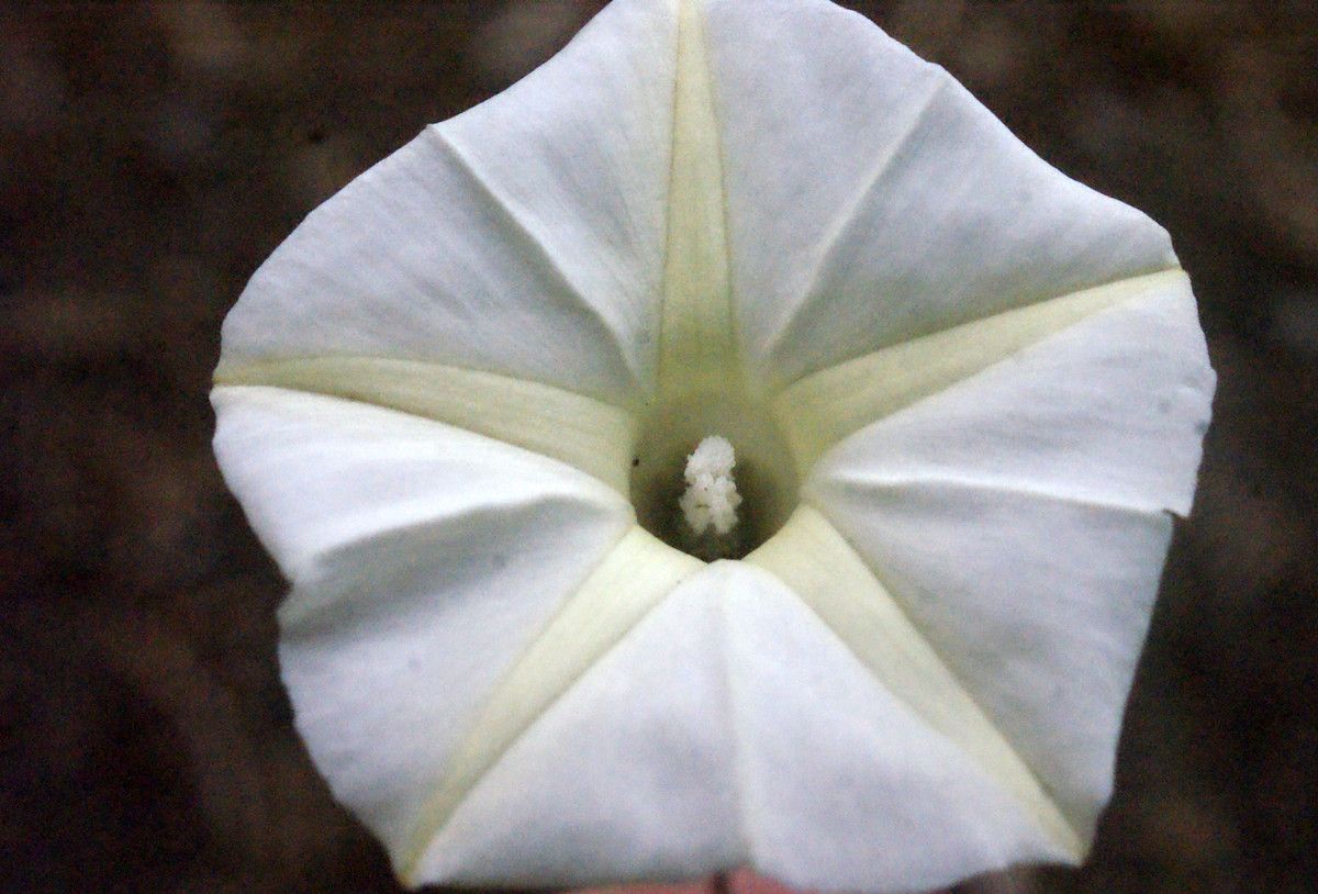 Pisonia grandis flower