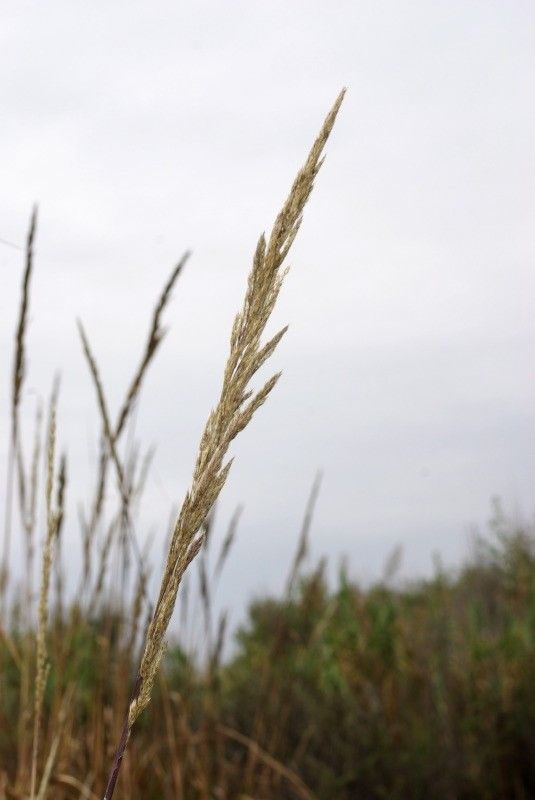 Tripidium ravennae fruit