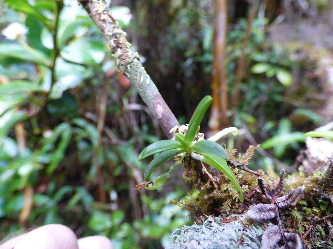 Angraecum tenellum habit