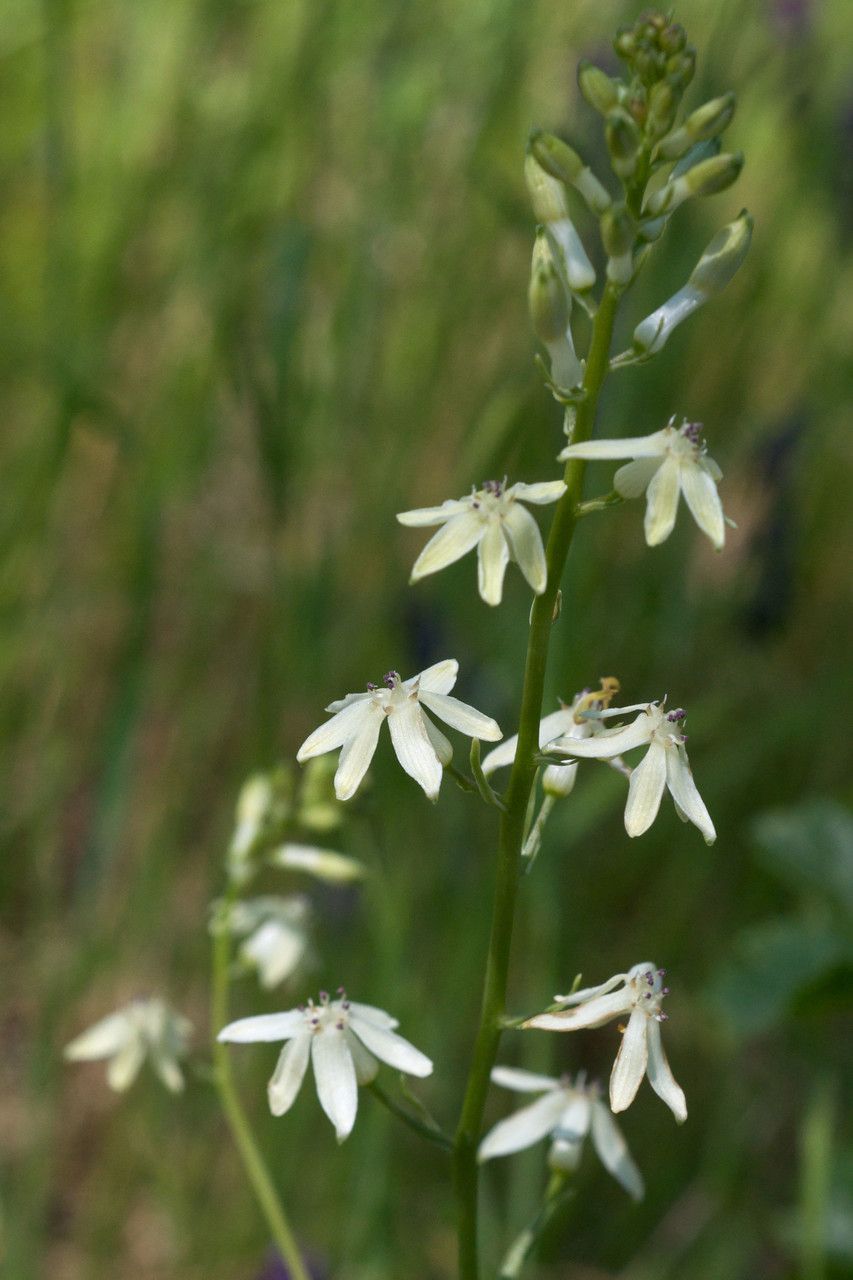 Odontostomum hartwegii — search result for 'Liliaceae'