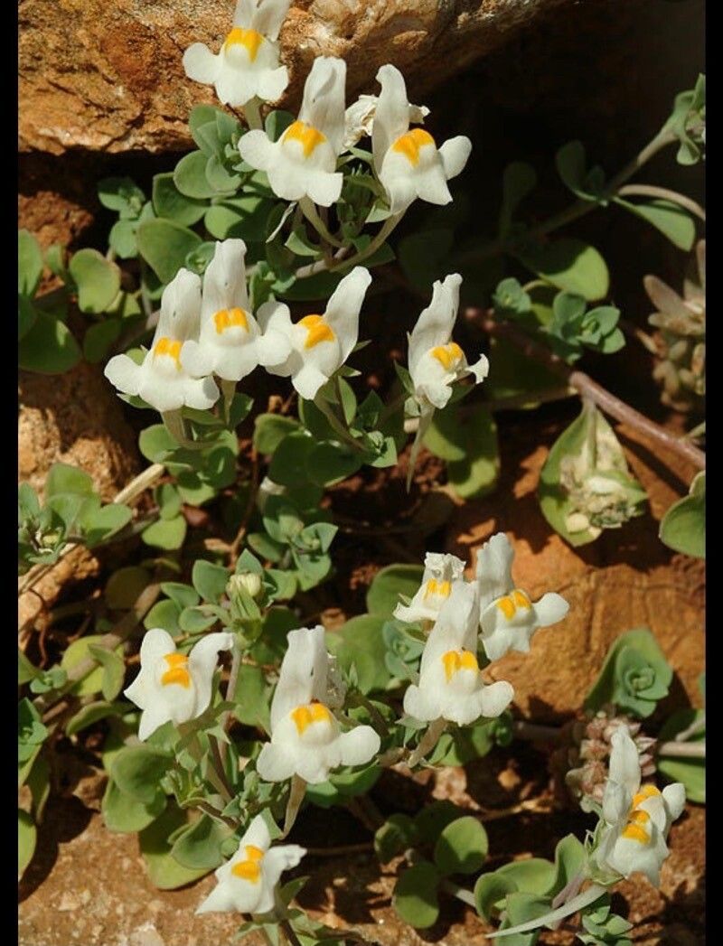 Linaria reflexa flower