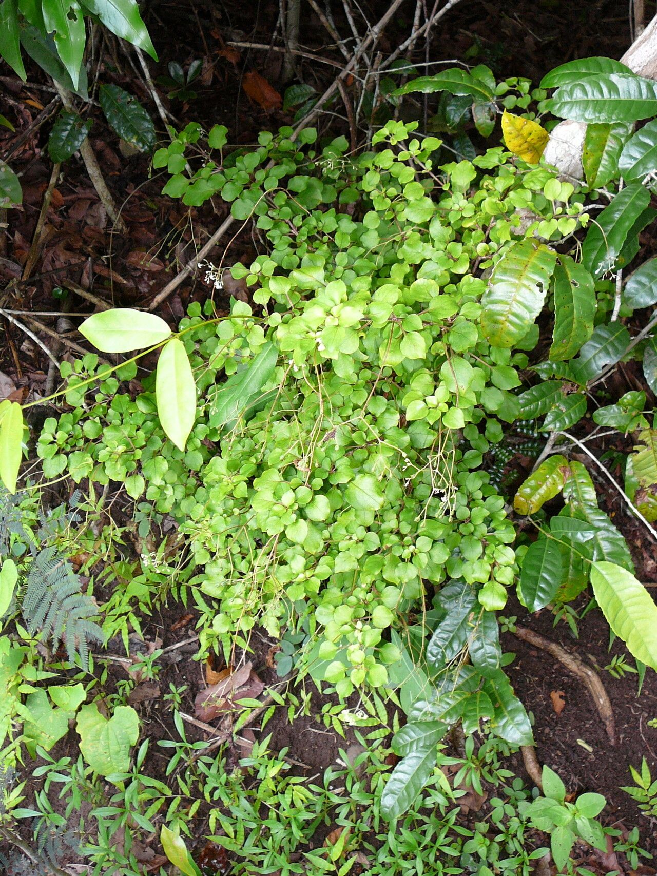 Psychotria boiviniana — houseplant care guide