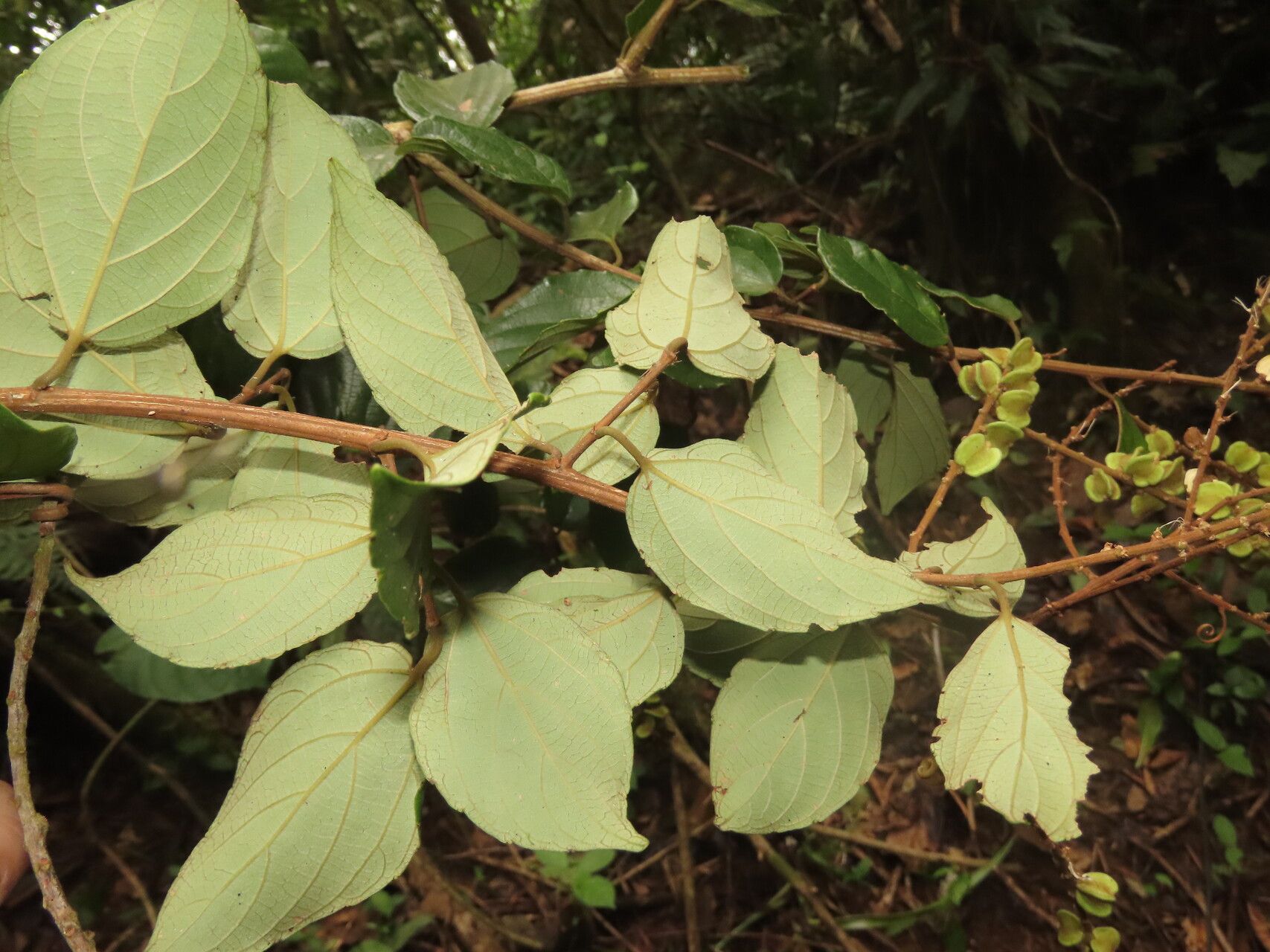 Gouania hypoglauca leaf