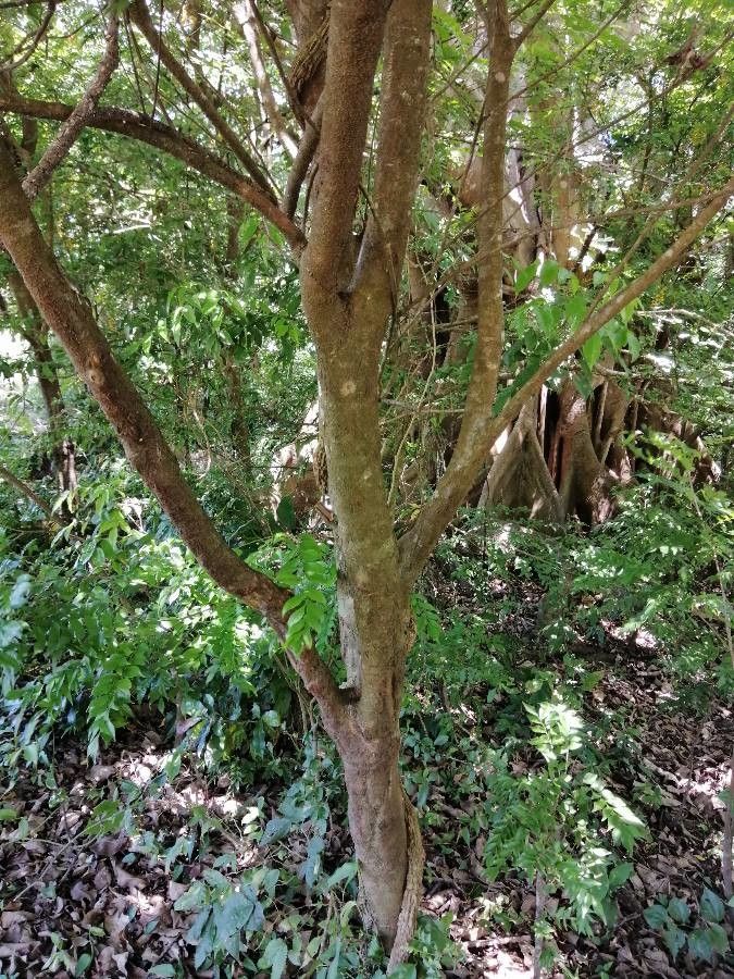 Picramnia antidesma bark