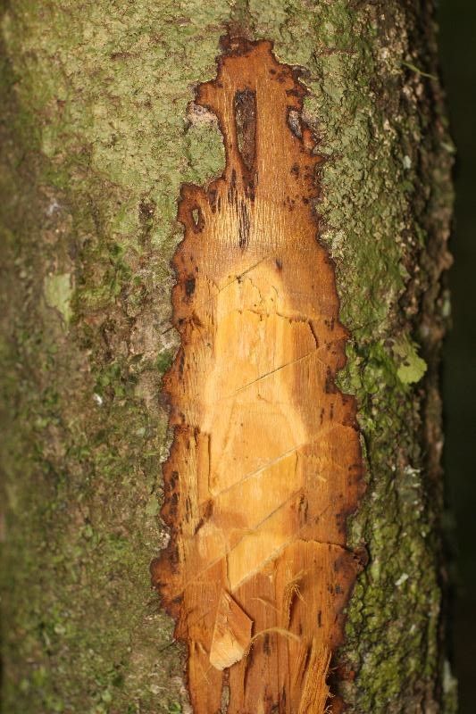 Duguetia calycina other