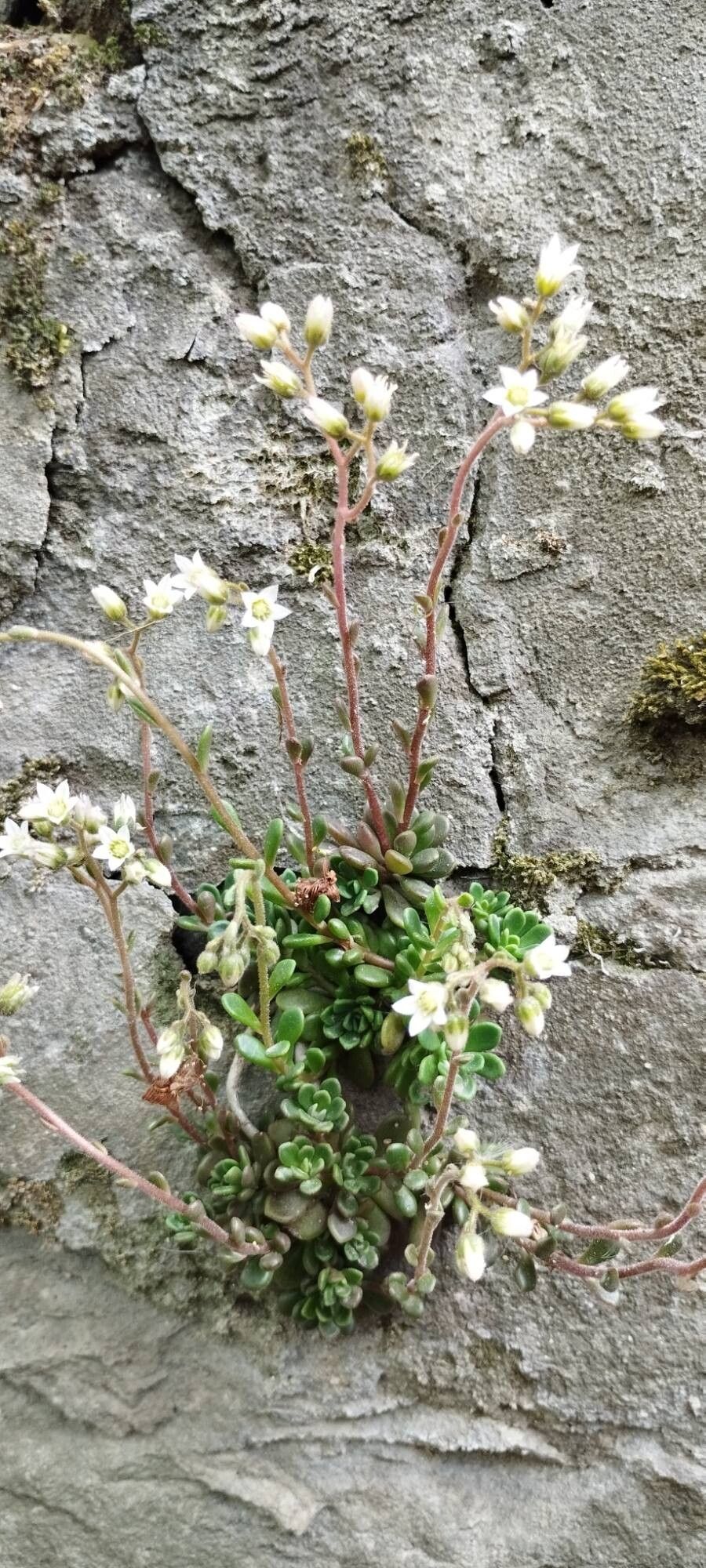 Rosularia rosulata habit