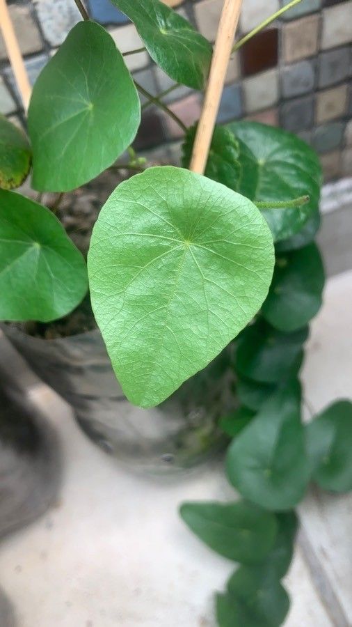 Cissampelos sympodialis — houseplant care guide