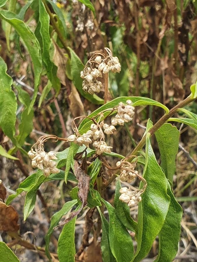 Psiadia punctulata fruit