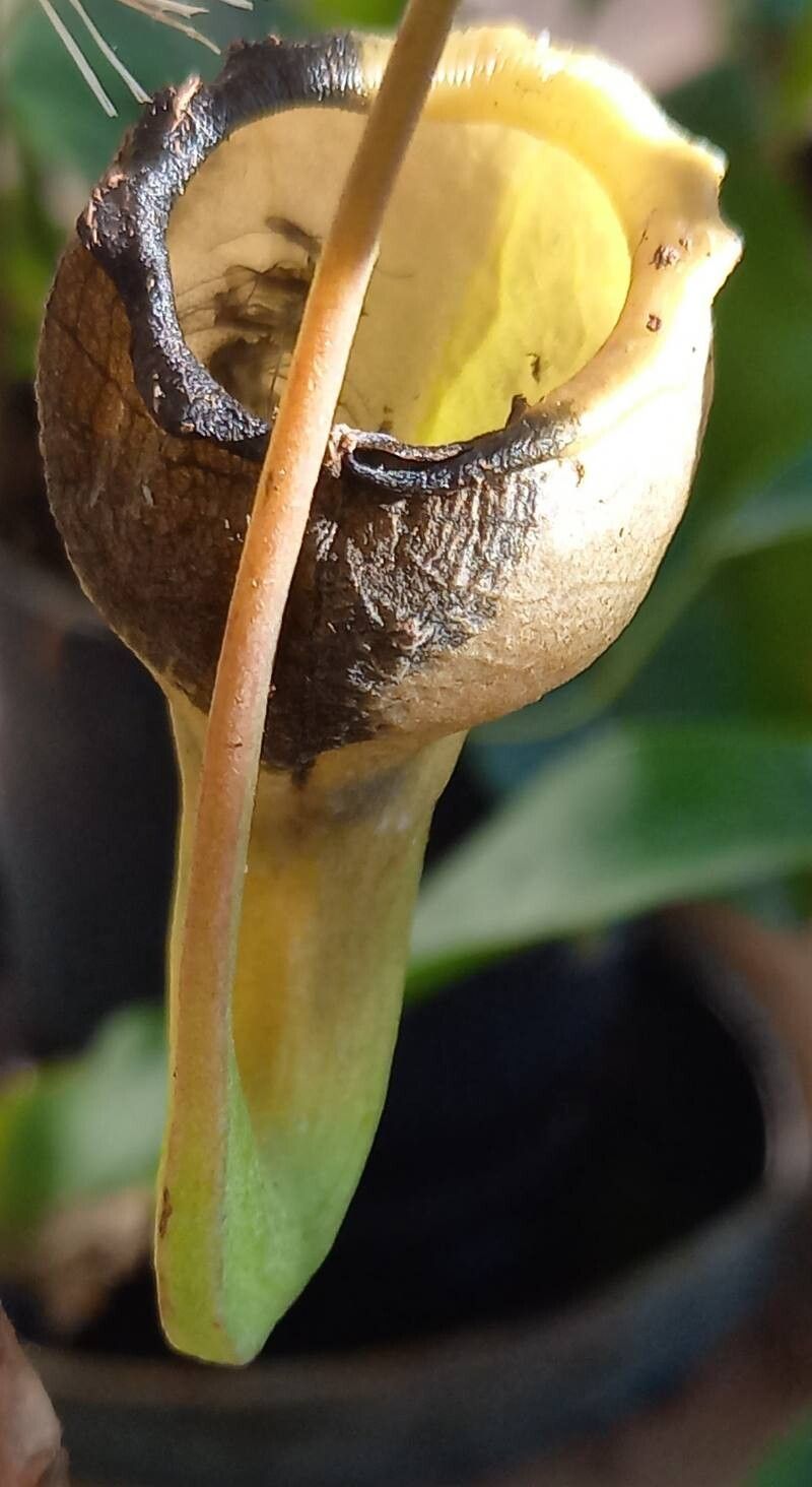 Nepenthes dubia other