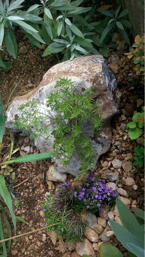 Satureja montana leaf