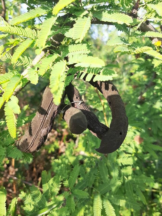 Acacia farnesiana fruit