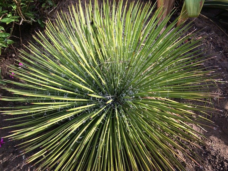 Yucca harrimaniae leaf