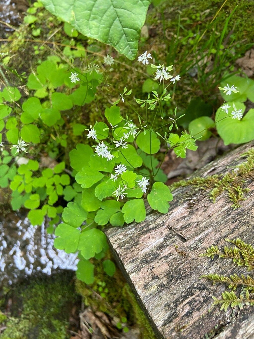 Thalictrum clavatum flower