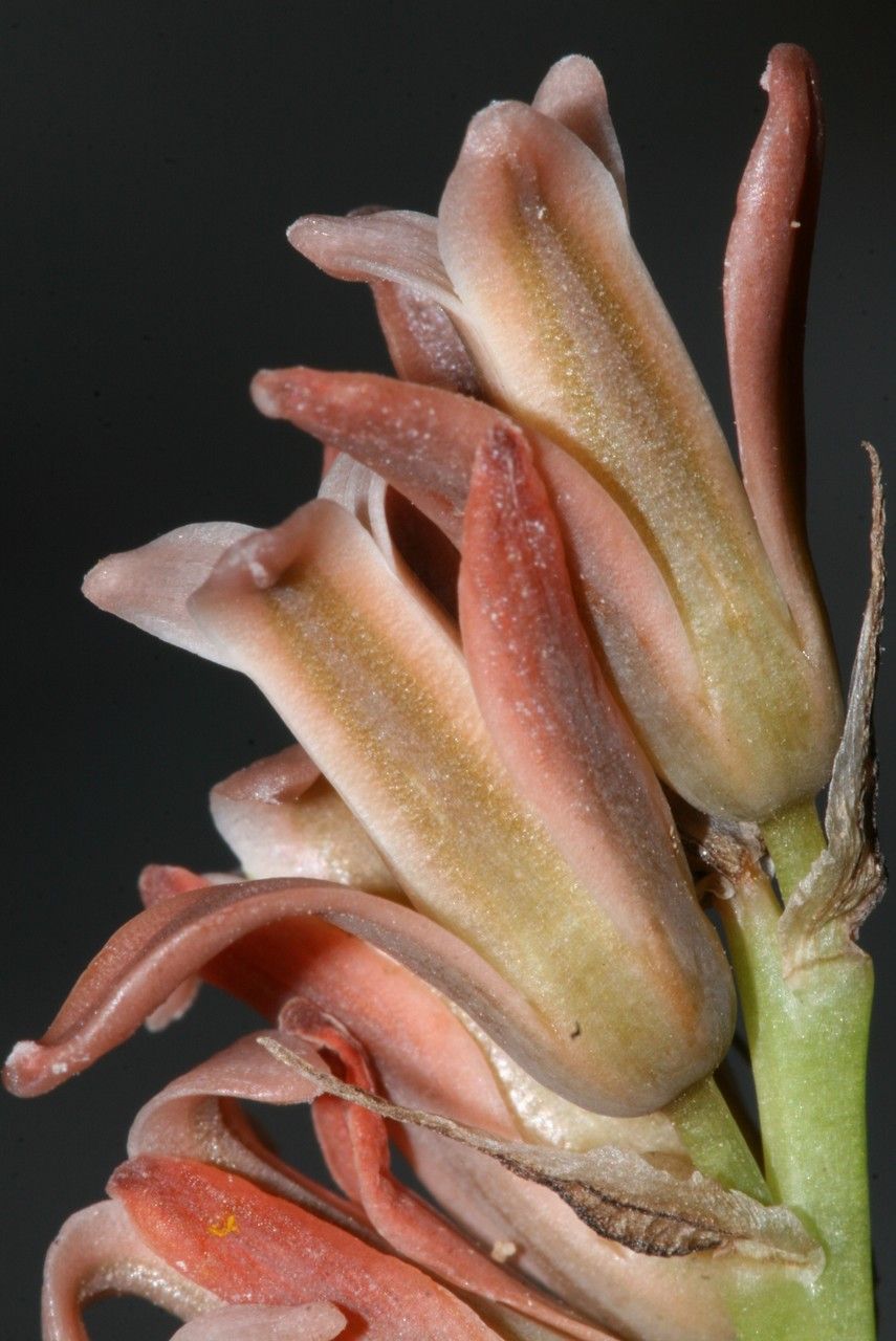 Dipcadi fulvum flower