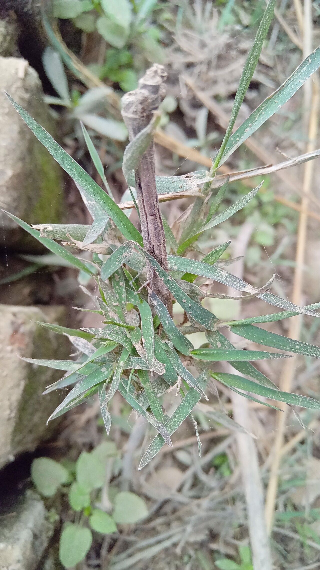 Digitaria violascens leaf