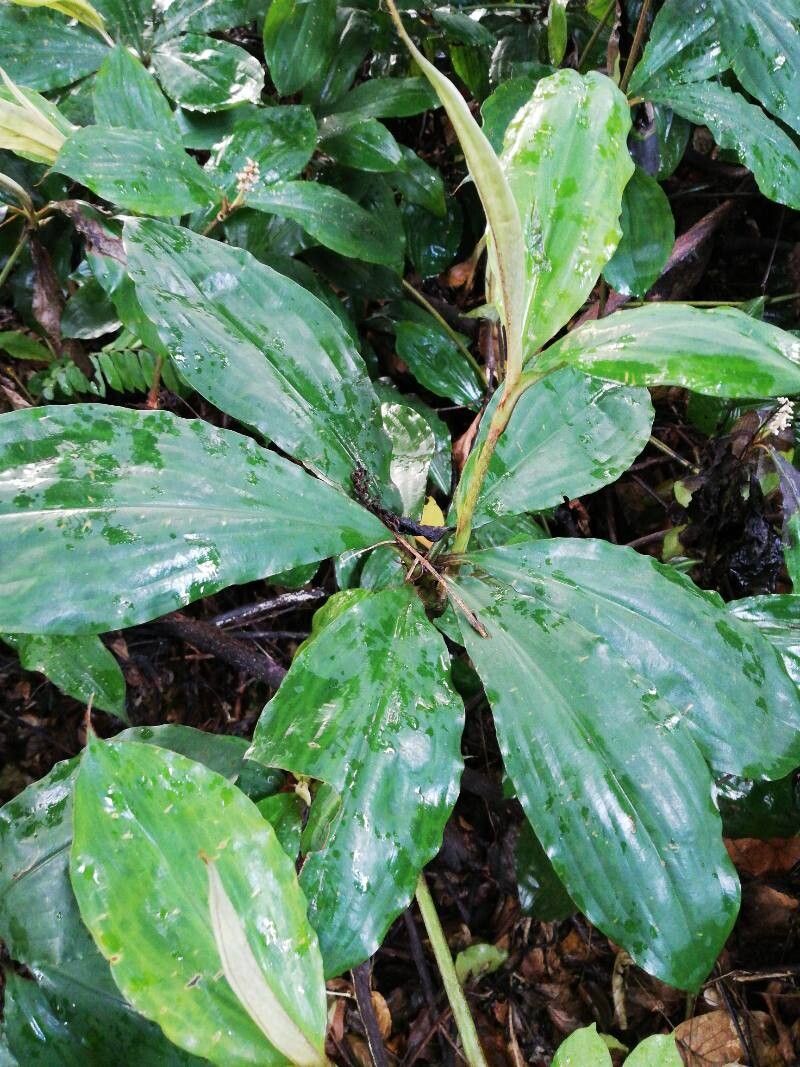 Palisota hirsuta — houseplant care guide