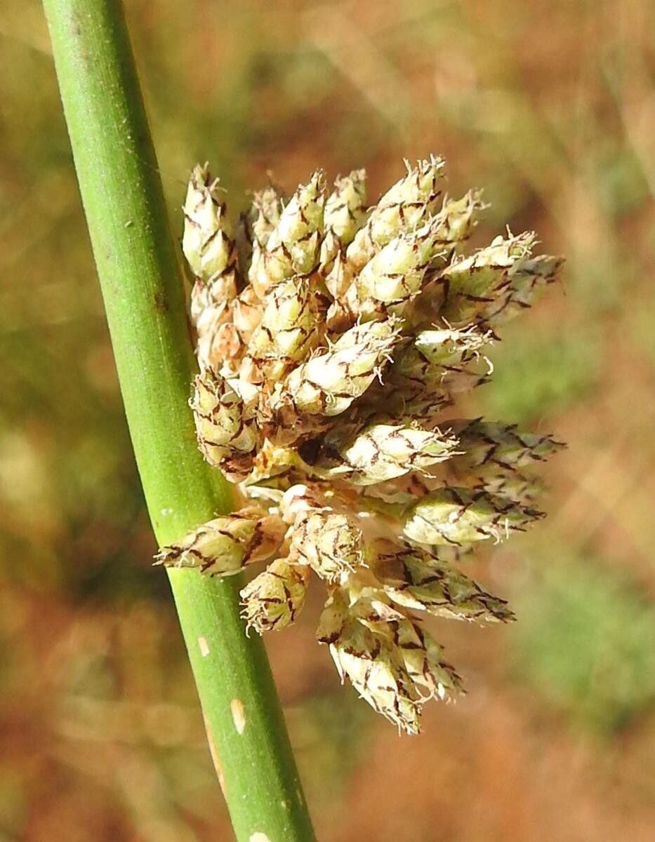 Schoenoplectiella muricinux flower