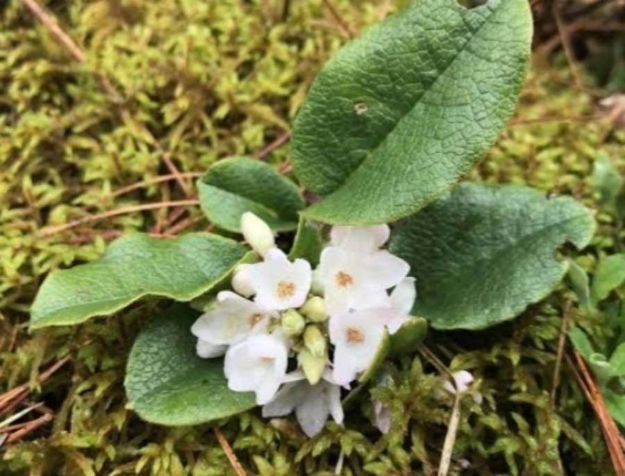 Epigaea repens flower