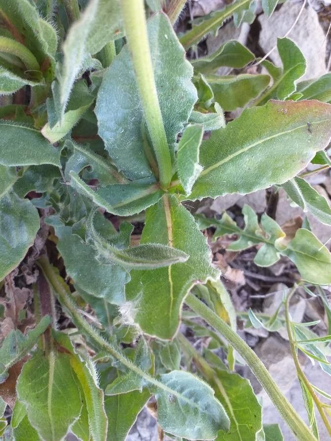 Andryala integrifolia — search result for 'Morocco'