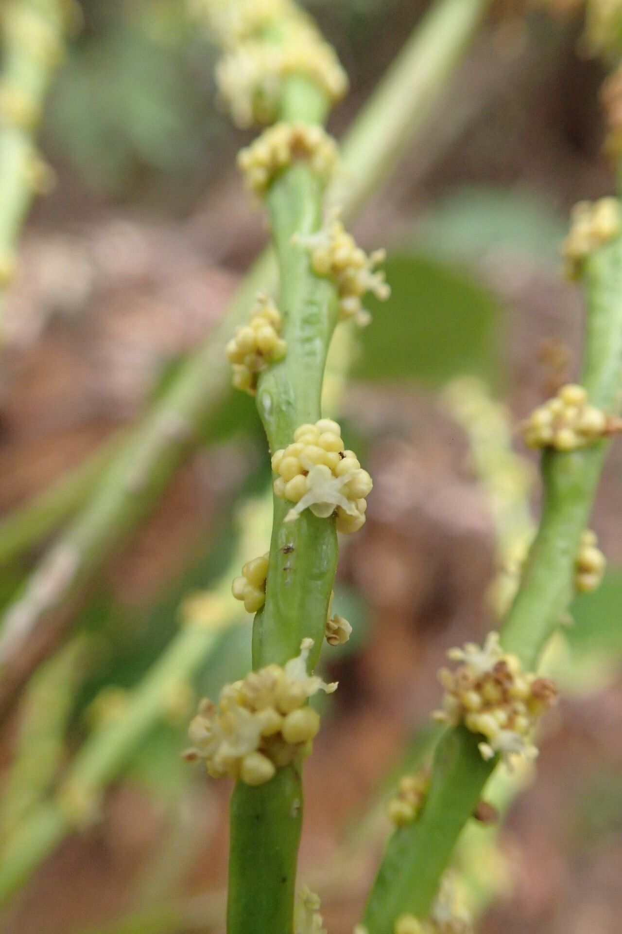 Bocquillonia longipes fruit