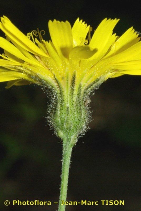Hieracium maestum flower