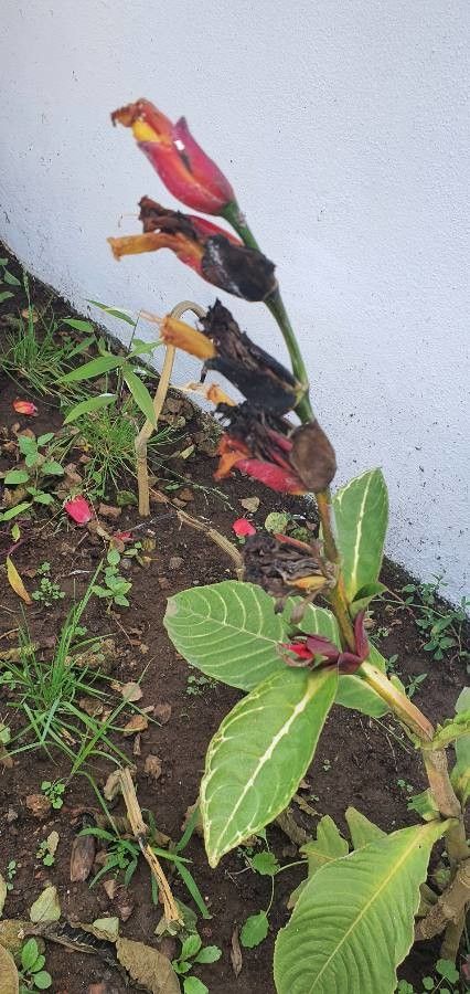 Sanchezia parvibracteata flower