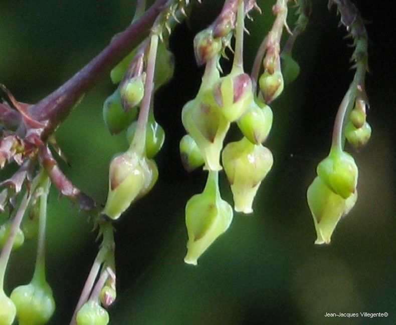 Phyllanthus paucitepalus fruit