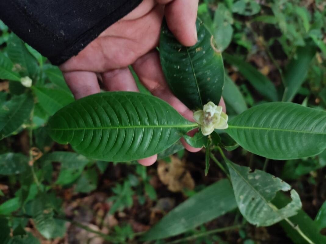 Palicourea glomerulata leaf