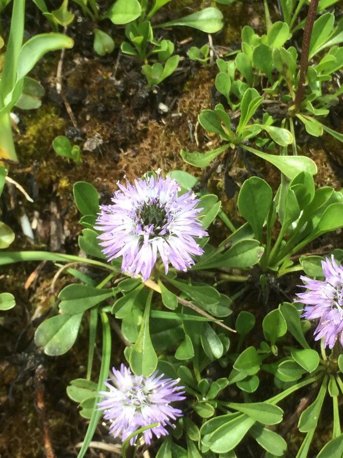 Globularia fuxeensis — houseplant care guide