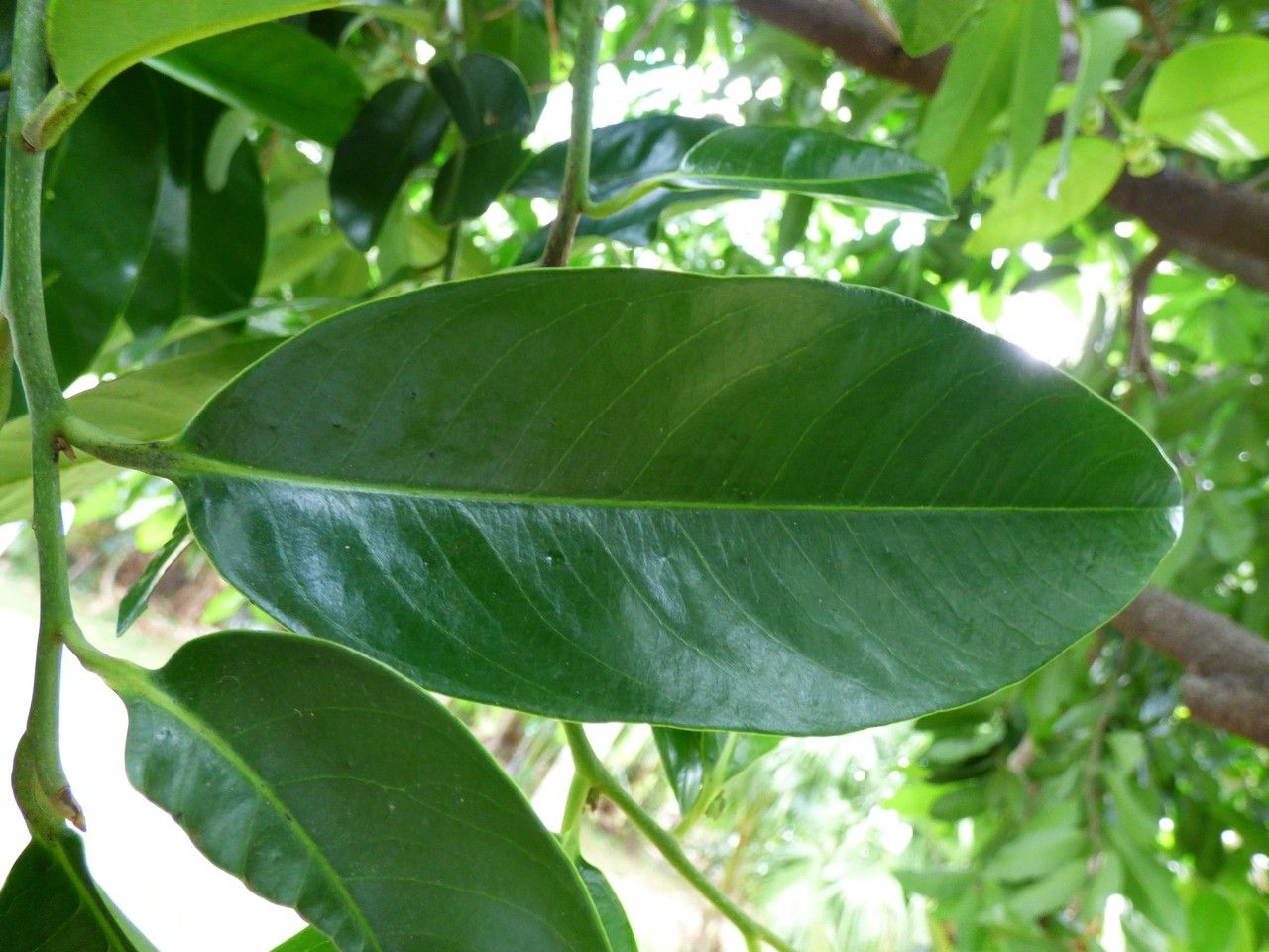 Diospyros nigra leaf