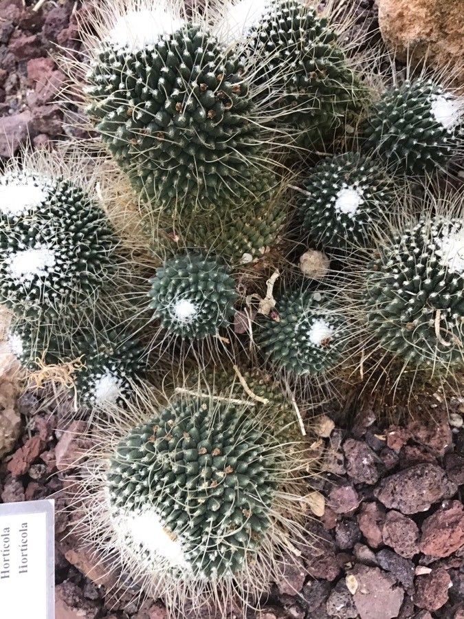 Mammillaria magnifica leaf