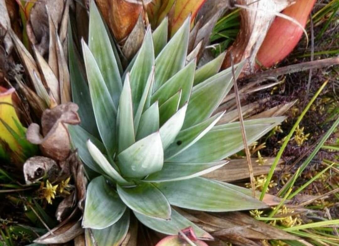 Paepalanthus alpinus — related species from the same genus