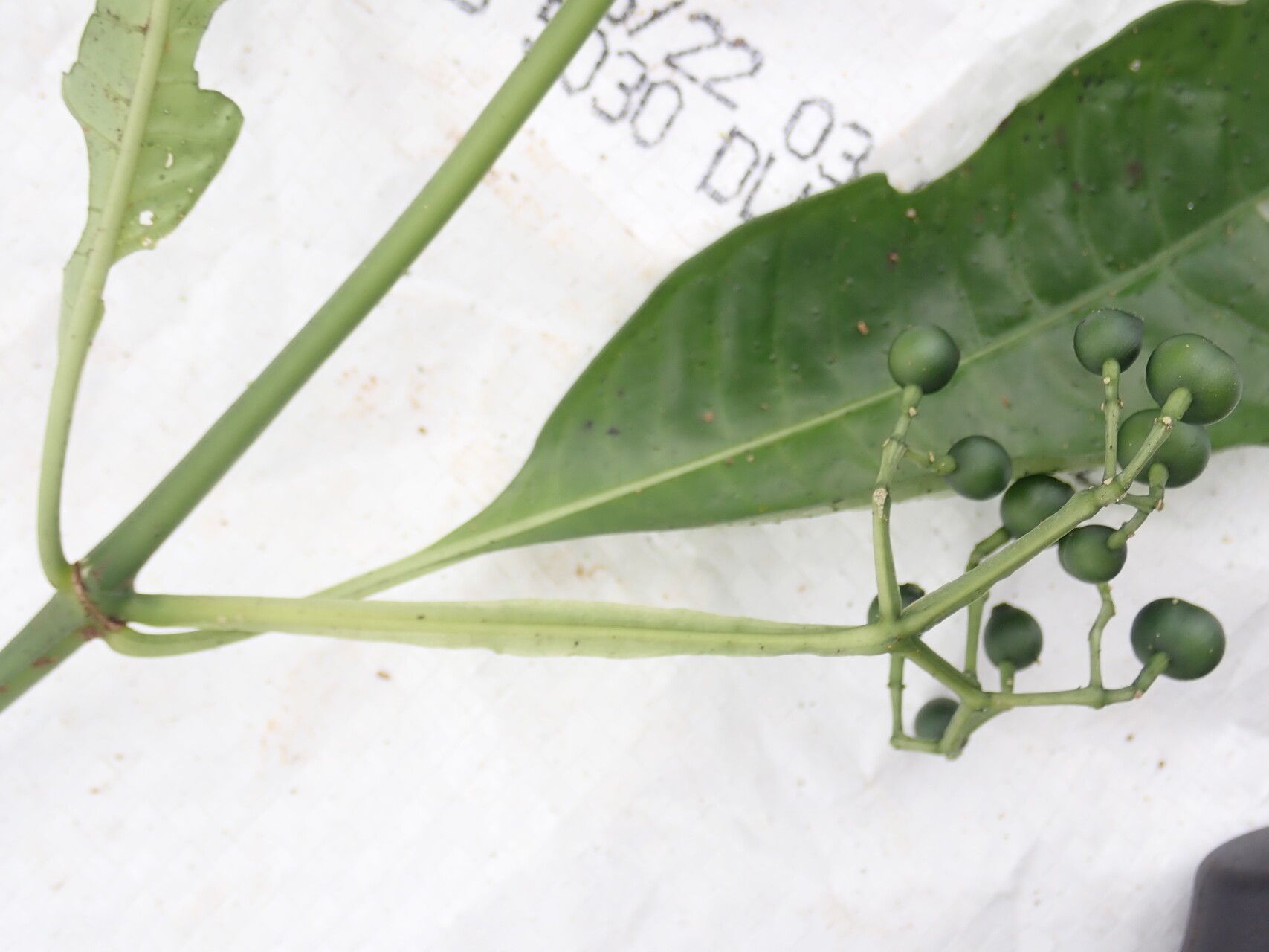 Psychotria leptophylla fruit