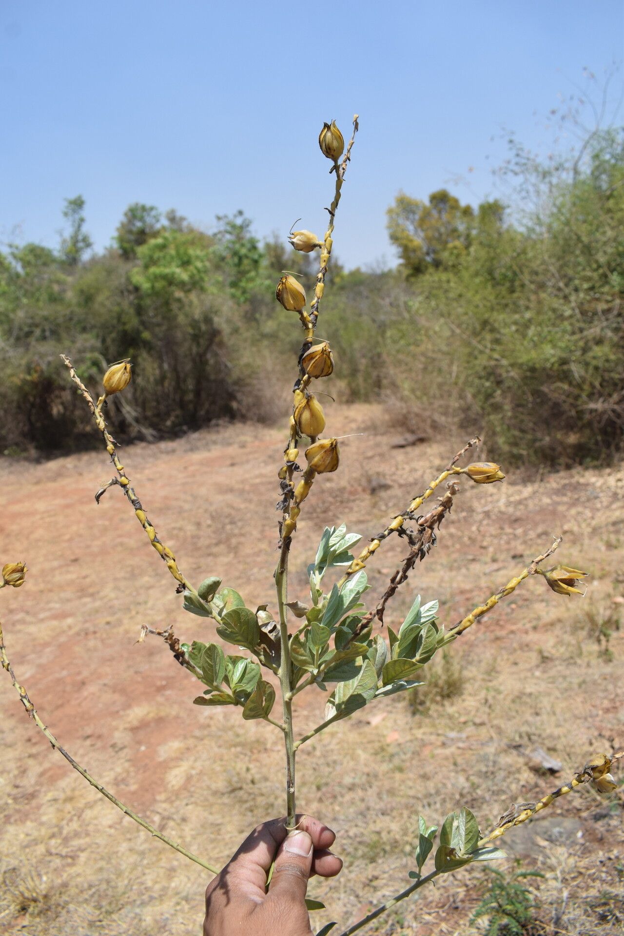 Crotalaria pulchra habit