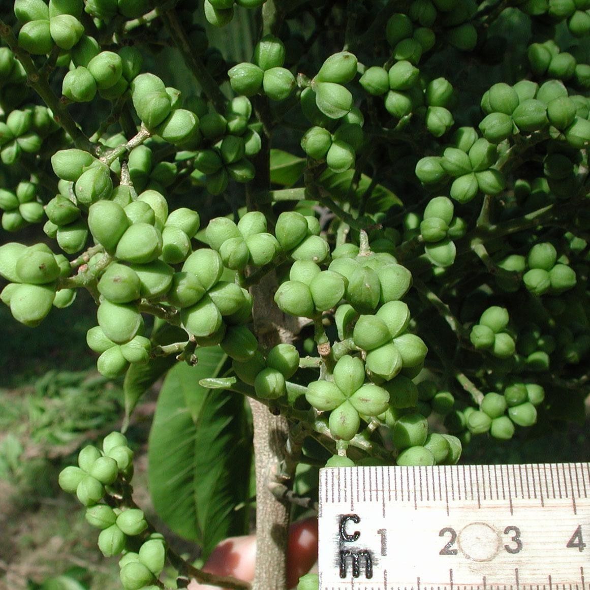 Zanthoxylum riedelianum fruit