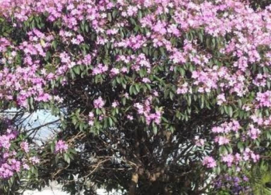 Tibouchina arborea — related species from the same genus
