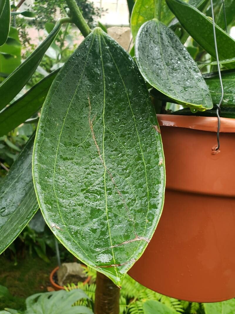 Cavendishia grandifolia — houseplant care guide