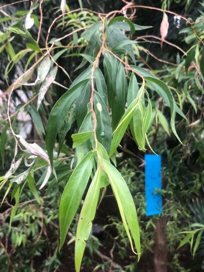 Agonis flexuosa leaf