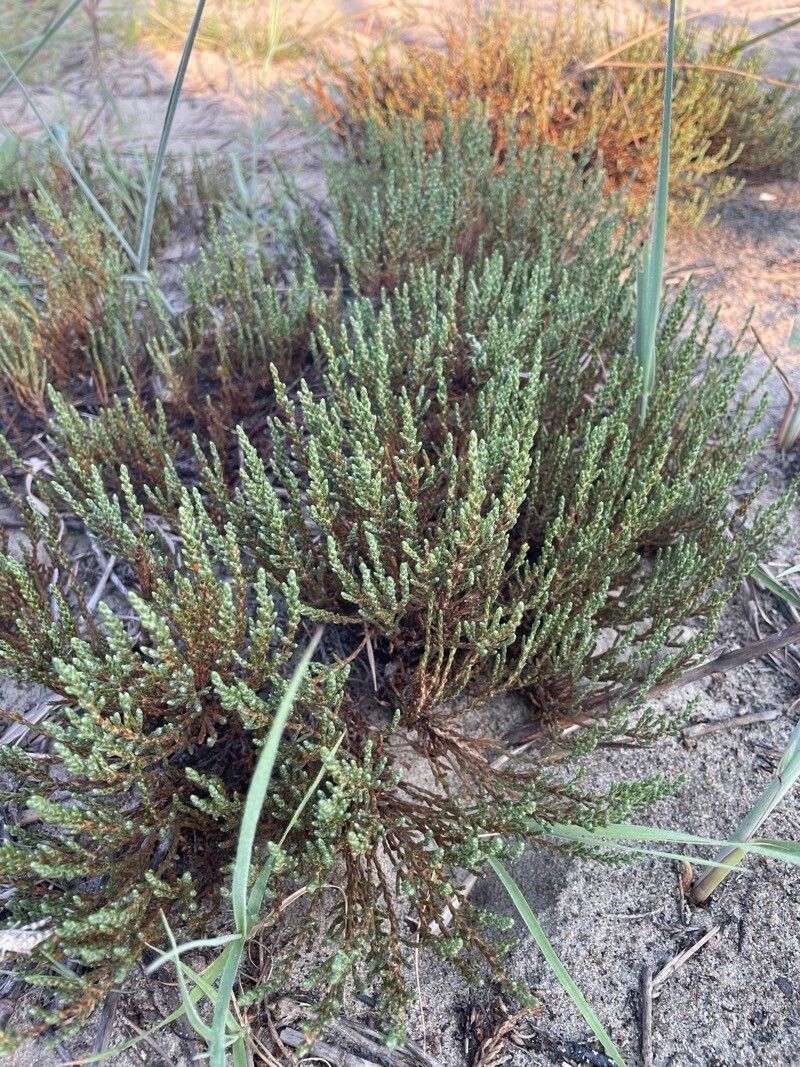 Hudsonia tomentosa leaf