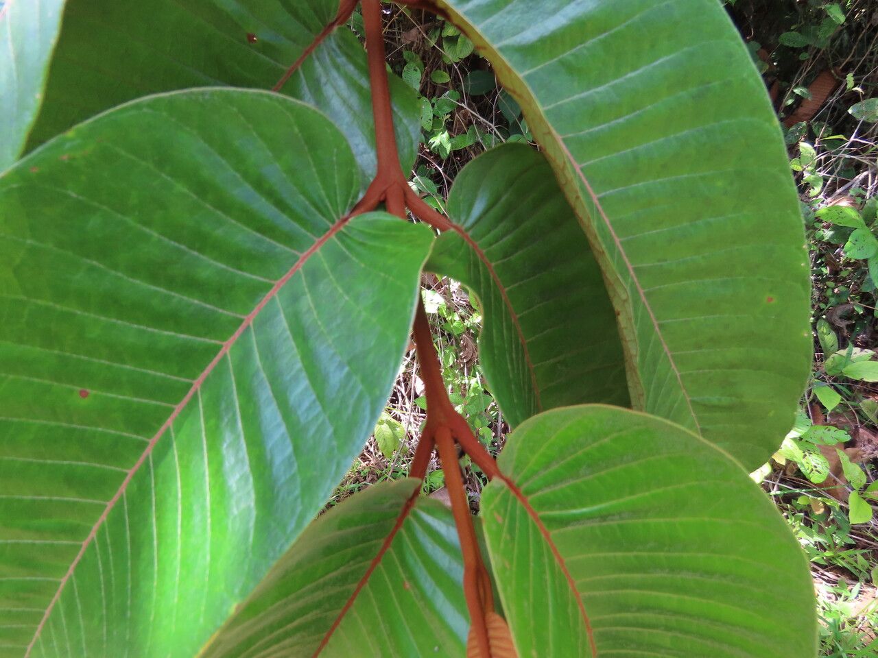 Vismia macrophylla — houseplant care guide